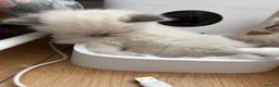 Ragdoll cats for sale: 4 ragdoll boys - Advert 19