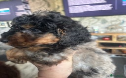 Cockapoo dogs for sale: 2 Male F2 Rare Merle Cockapoo Pups - Image 4