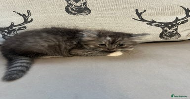 Ragdoll cats - Advert 12