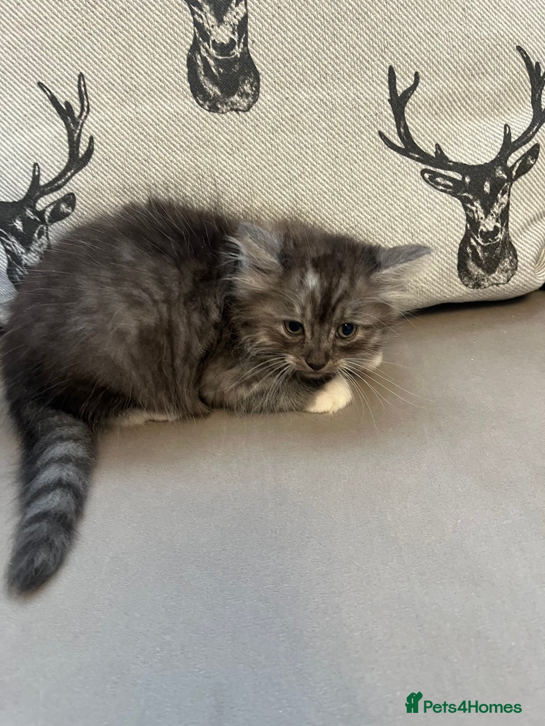 Ragdoll cats for sale: RAGDOLL X SILVER (READY NOW) - Image 6