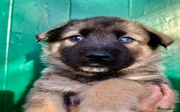 Mixed Breed dogs for sale: READY NOW! Caucasian Shepherd x Siberian Husky - Image 8