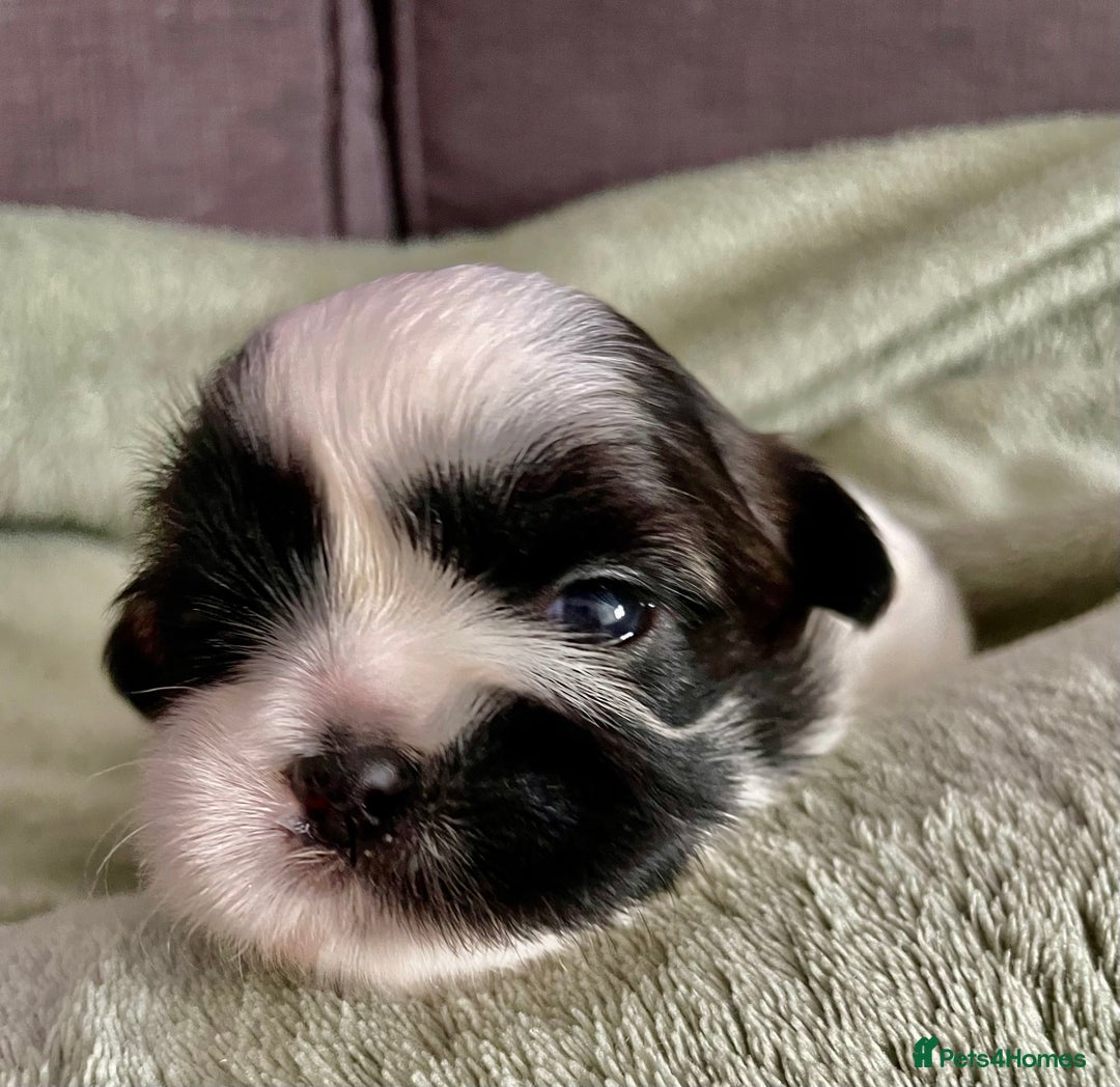 Shih Tzu dogs for sale: Adorable Imperial Shih Tzu Puppies - Image 27