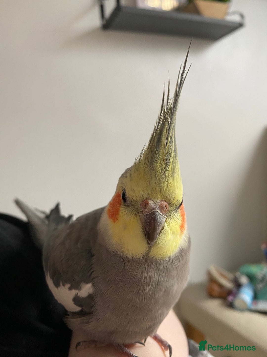 Cockatiels birds for sale: Handtamed cockatiel for sale - Advert 3