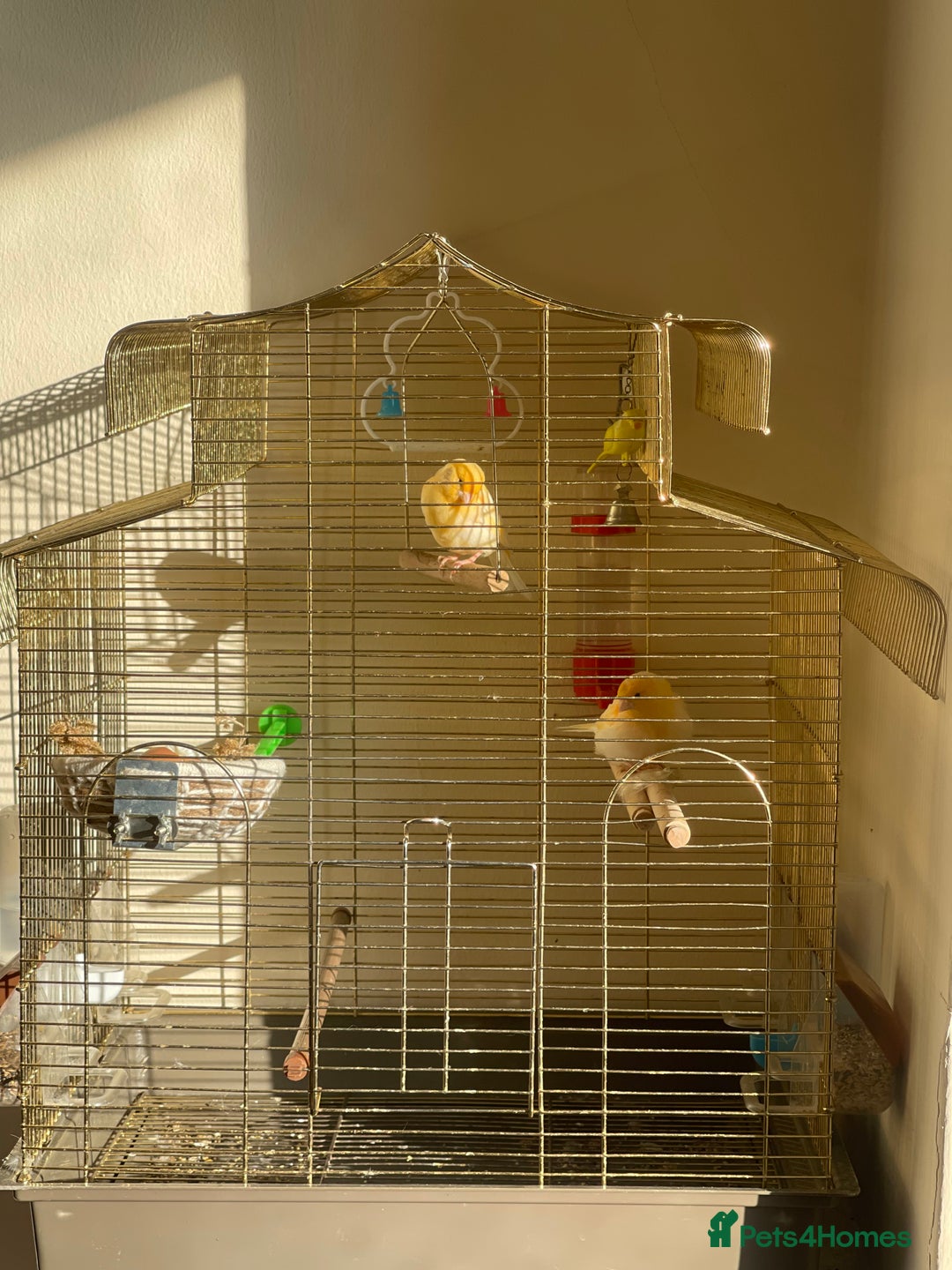 Canaries birds for sale: Mosaic Canary - Image 8