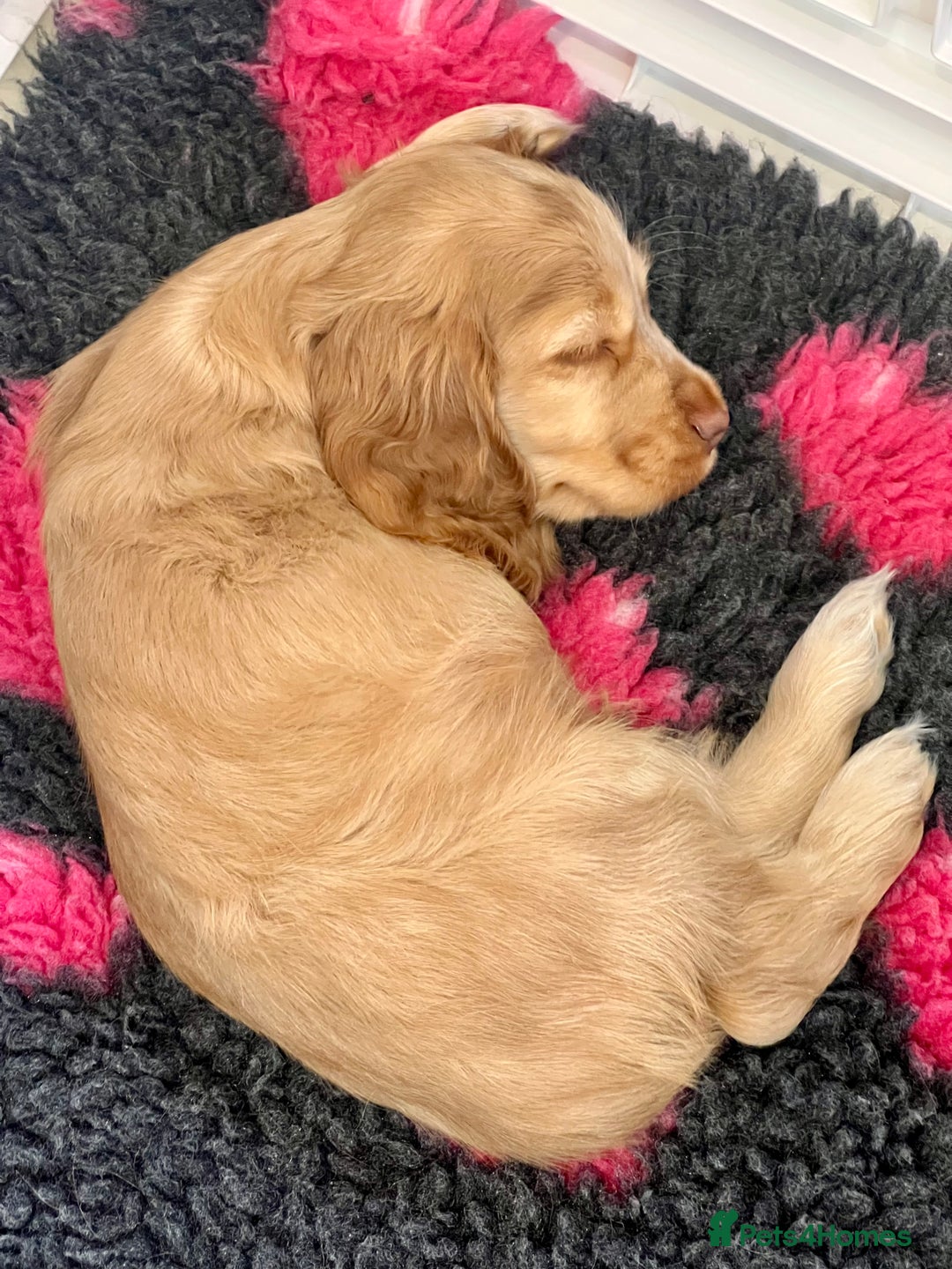Cocker Spaniel dogs for sale: 4⭐️Licensed KC Reg English Show Cocker Spaniel - Image 6