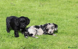 Cockapoo dogs for sale: F1 Cockapoo puppies for sale  - Image 23
