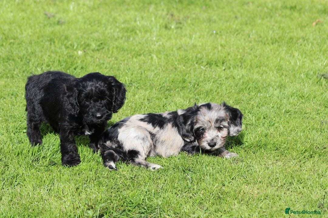 Cockapoo dogs for sale: F1 Cockapoo puppies for sale  - Image 23