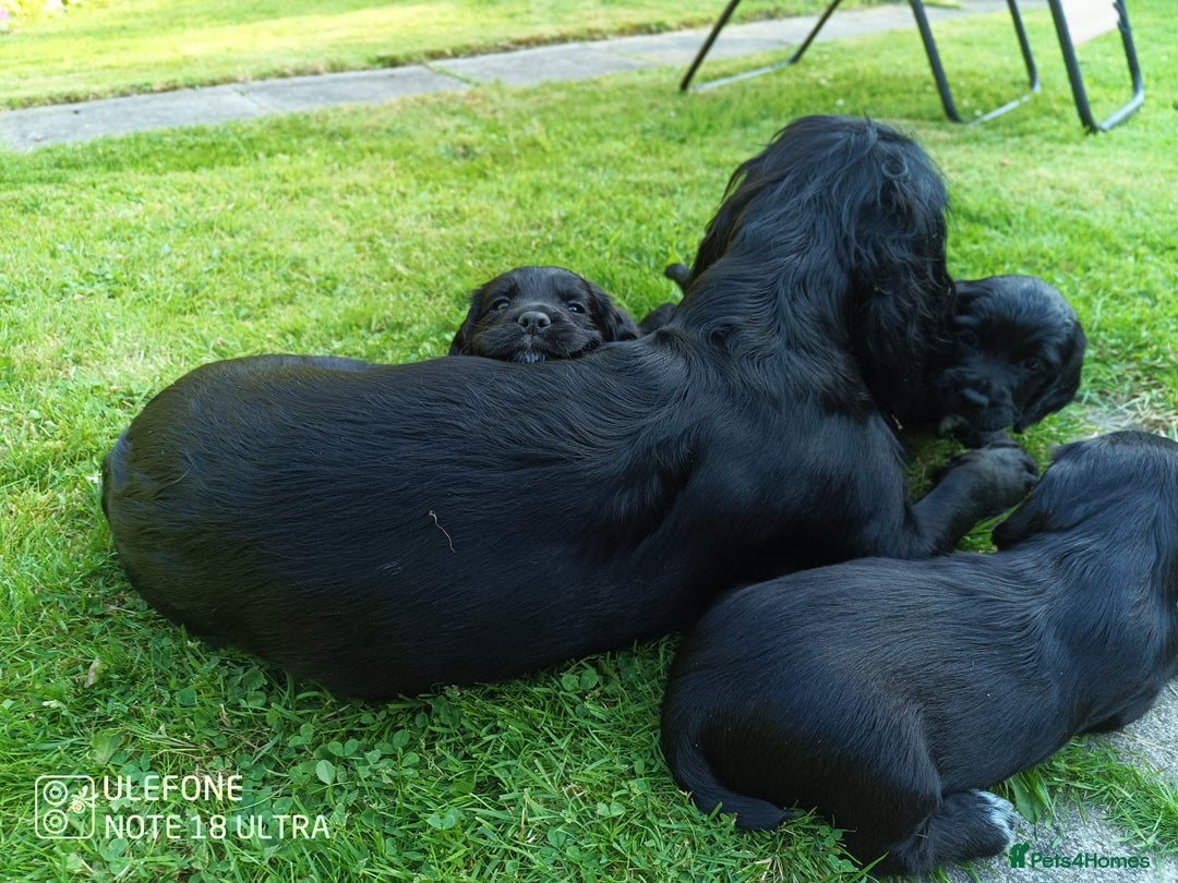 Cocker Spaniel dogs for sale: Beautiful Cocker Spaniel Puppies - Image 13