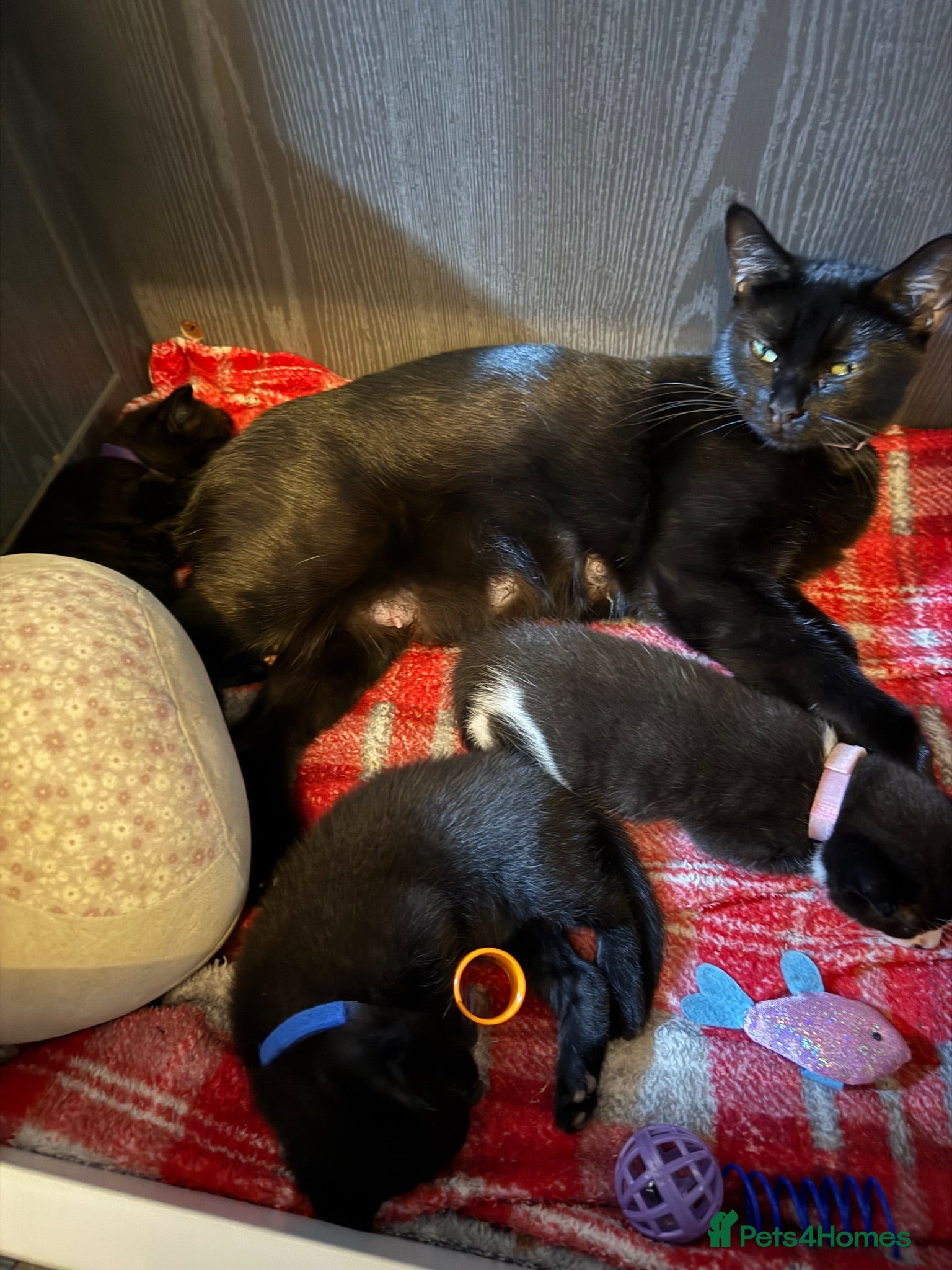 Domestic Shorthair cats Kittens and mama cat  - Advert 6