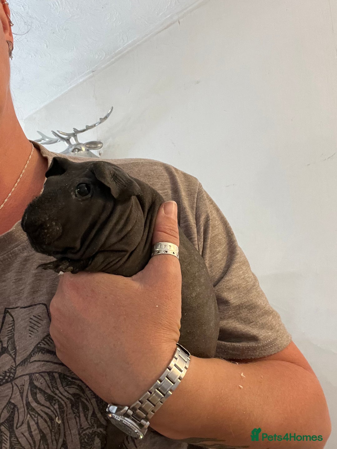 Guinea Pig rodents for sale: Skinny pigs - Image 2