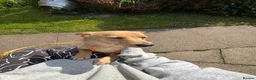 Mixed Breed dogs for adoption: Sensational Sassy in Stalybridge - Advert 5