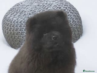 Chow Chow dogs Chow chow - Advert 5