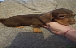 Dachshund dogs for sale: Adorable Dachshund Puppies for Sale - Image 3
