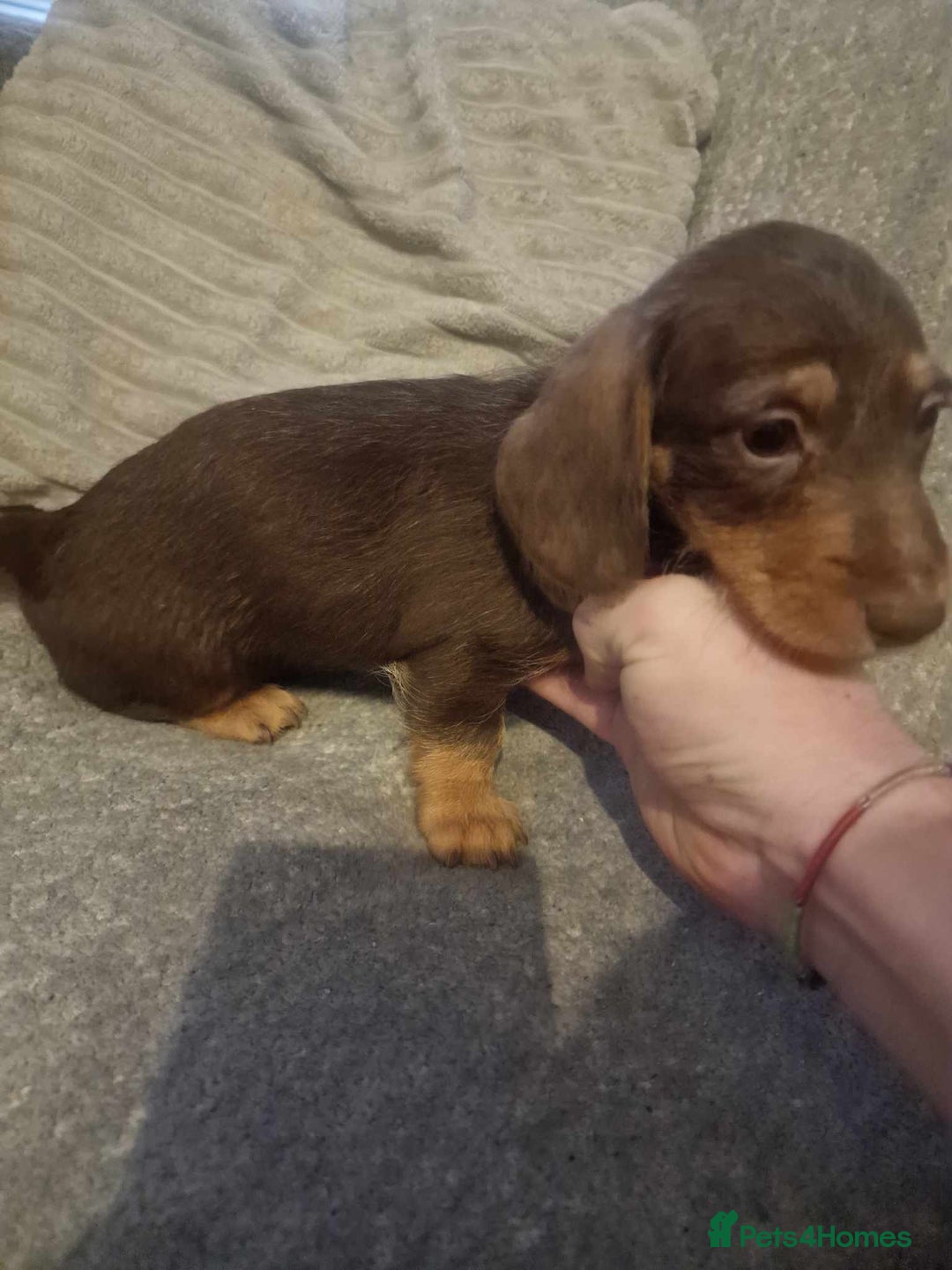 Dachshund dogs for sale: Adorable Dachshund Puppies for Sale - Image 3