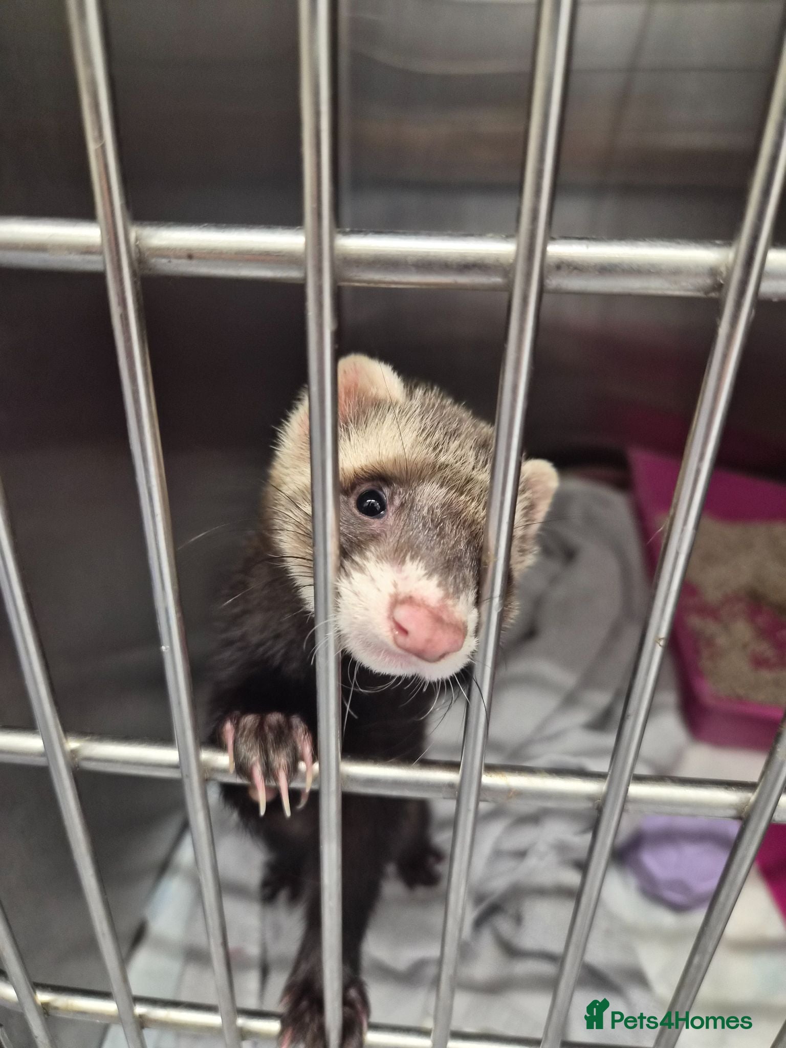Ferret rodents Ferret - Advert 14
