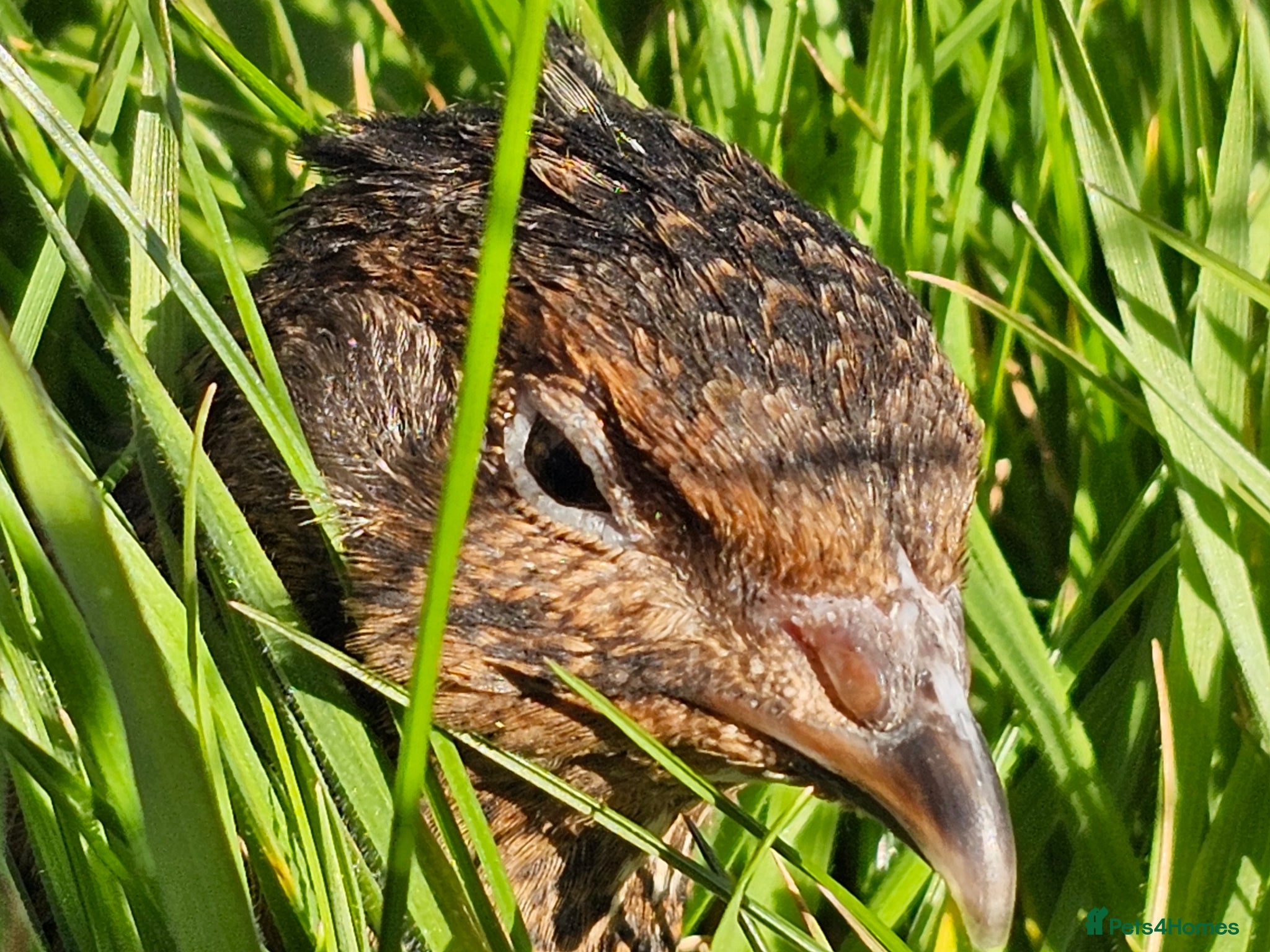 Quail poultry Fertile Quail Eggs FORSALE HIGH HATCH RATES - Advert 2