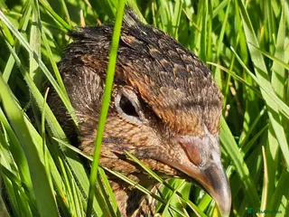Quail poultry Fertile Quail Eggs FORSALE HIGH HATCH RATES - Advert 1