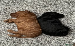 Labradoodle dogs for sale: Price reduced ready now Toy mini labradoodle f2bb  - Image 10