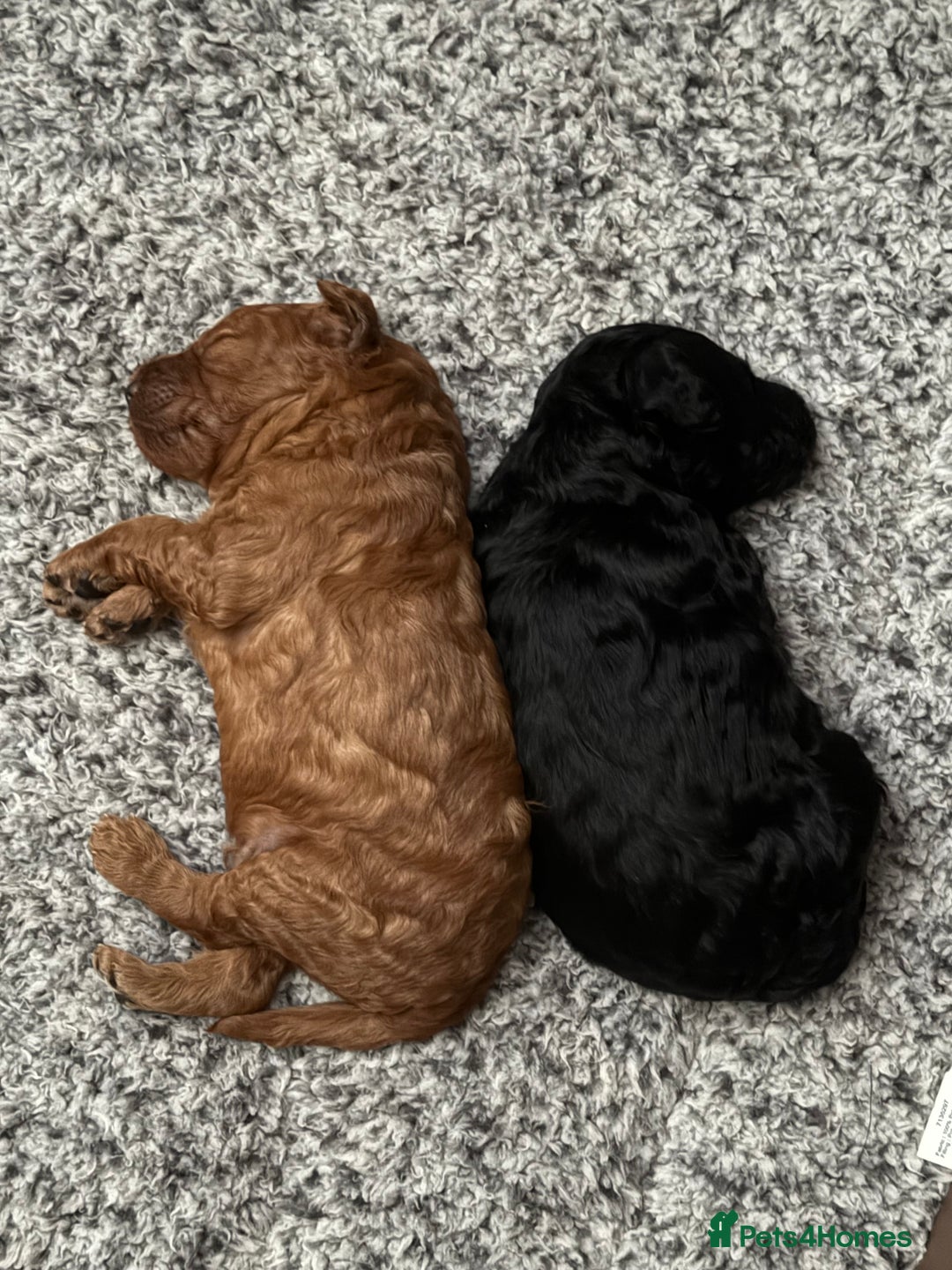 Labradoodle dogs for sale: Price reduced ready now Toy mini labradoodle f2bb  - Image 10