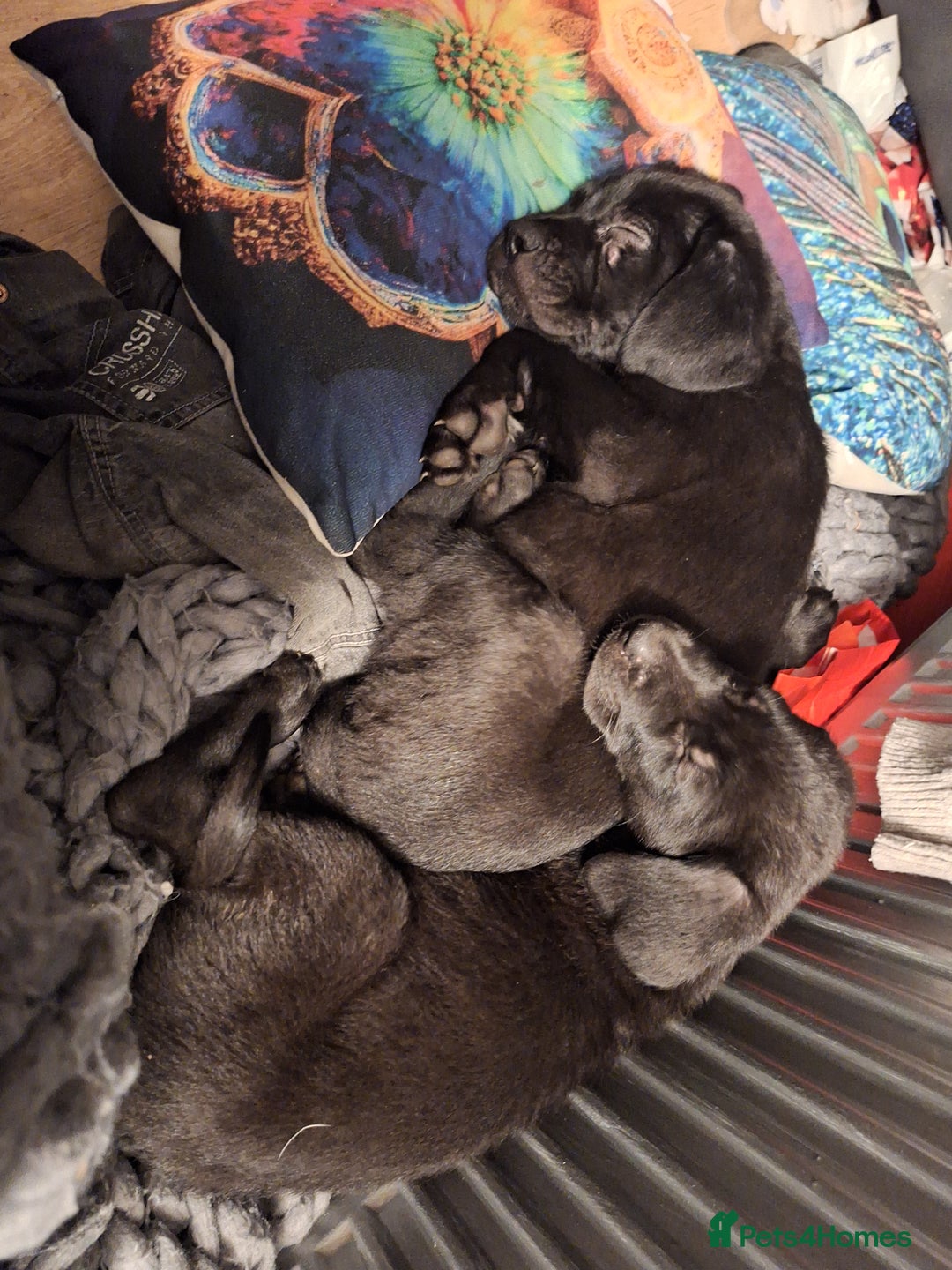 Mixed Breed dogs for sale: Lovely boy for sale  - Image 5