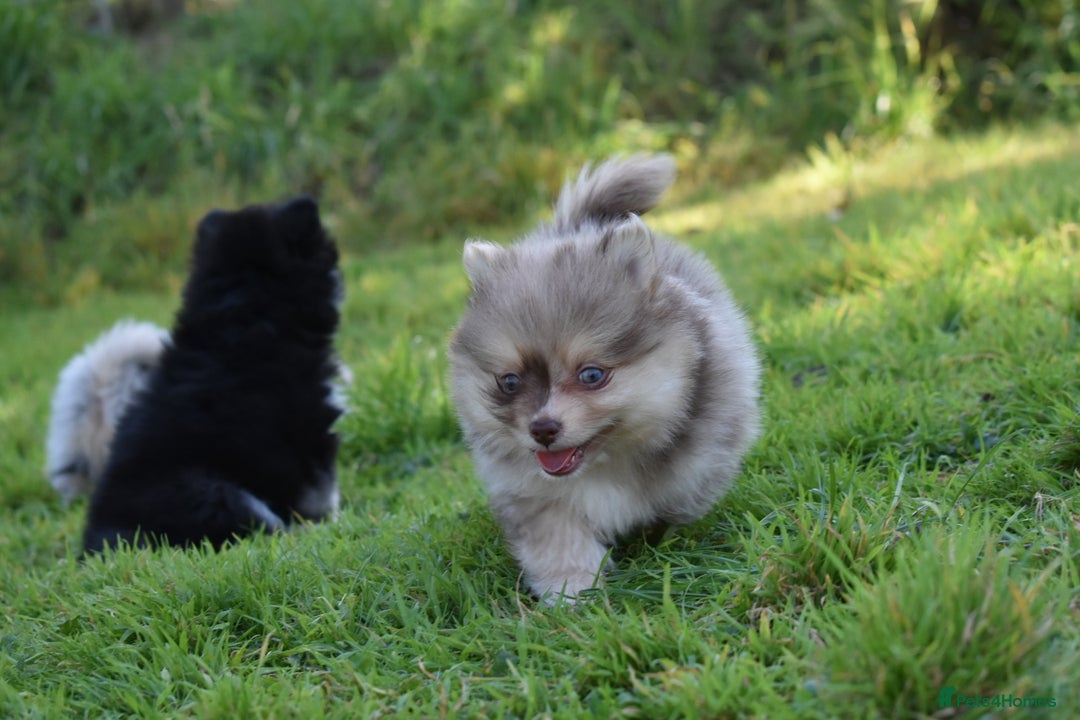 Pomsky dogs for sale: Merle Genuine Toy Size  Pomsky Puppies - Image 8
