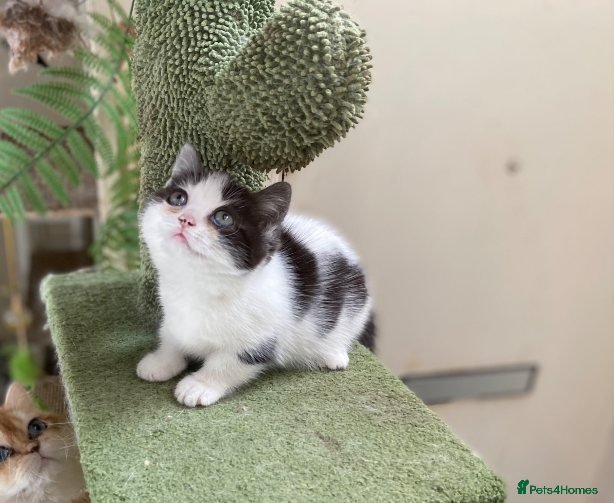 Munchkin cats 9 weeks old Full Pedigree Munchkin kittens  - Advert 4