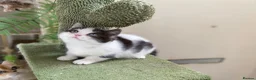 Munchkin cats for sale: 9 weeks old Full Pedigree Munchkin kittens  - Advert 2