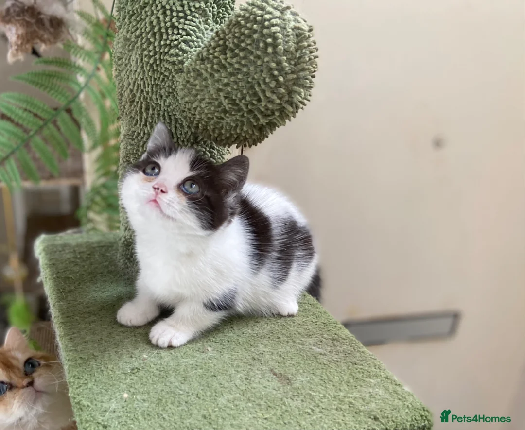 Munchkin cats for sale: 9 weeks old Full Pedigree Munchkin kittens  - Advert 2