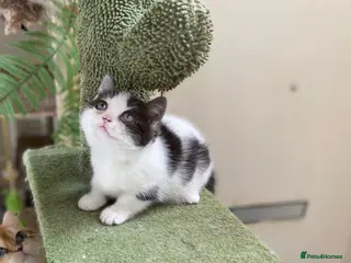 Munchkin cats 9 weeks old Full Pedigree Munchkin kittens - Advert 4