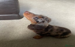 Dachshund dogs for sale: boy 12weeks old looking for forever home - Image 4