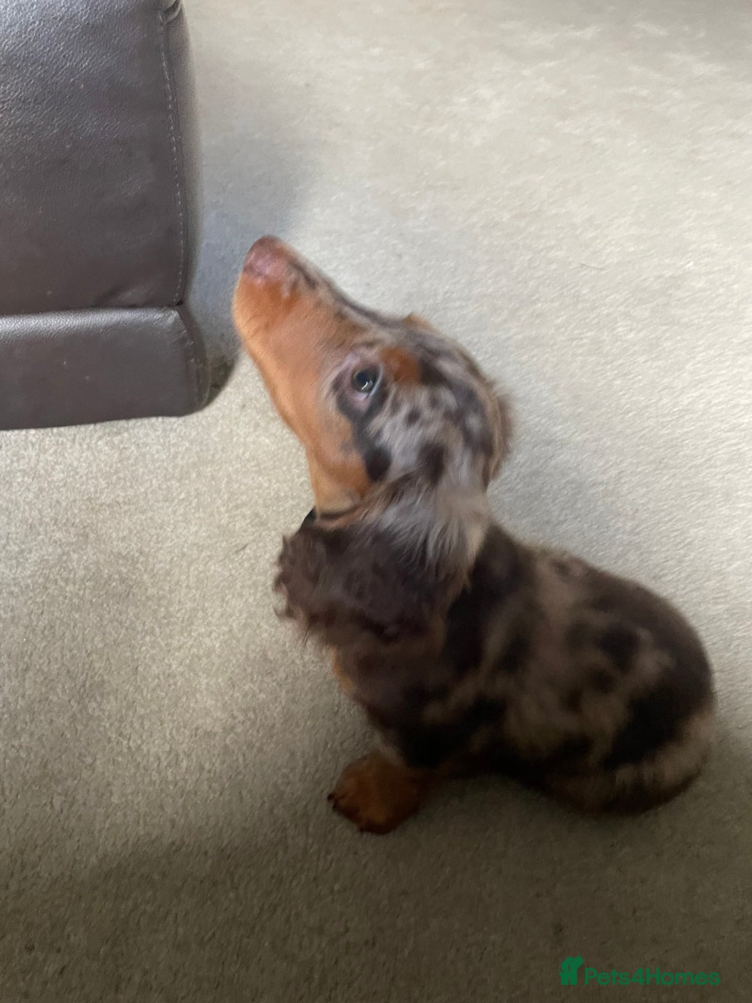 Dachshund dogs for sale: boy 12weeks old looking for forever home - Image 4