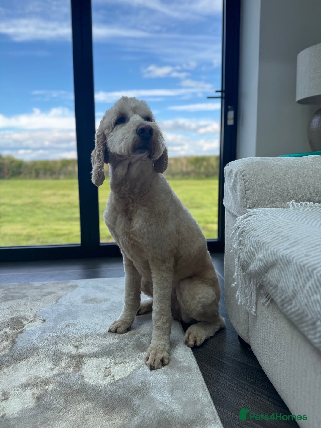 Mixed Breed dogs for sale: 🐾 🧸 *Ready Saturday* Beautiful Doodles 💕🐾 - Image 32