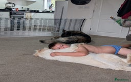 German Shepherd dogs for sale: ACE AND LUNA - Image 27