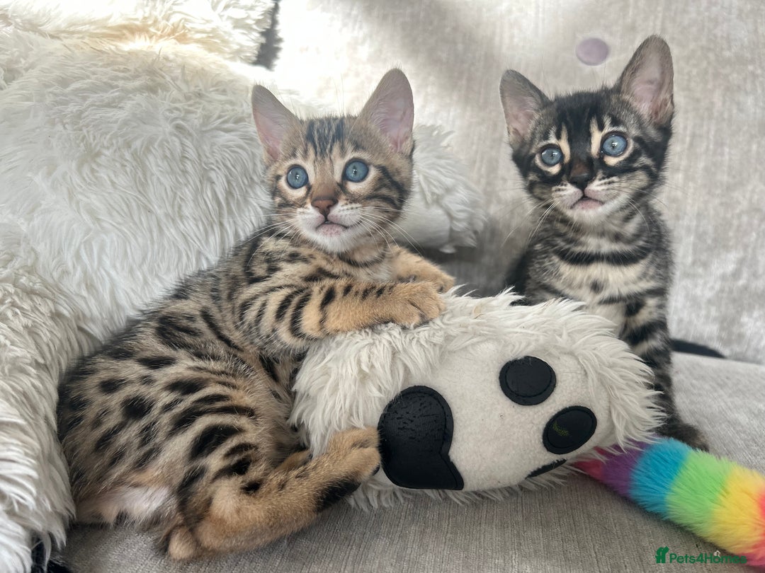 Bengal cats for sale: Stunning Bengal Kittens - TICA Registered - Image 19