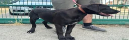 Cane Corso dogs for sale: 1 male 1 female cane  in Romford - Advert 4