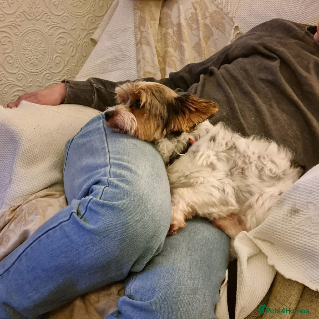 Biewer Terrier dogs for adoption: Archie -Fakenham Norfolk  - Advert 4