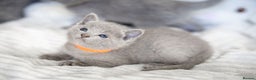 Russian Blue cats for sale: Pure Russian Blue Kittens, Silver Coat Green Eyes  - Advert 17