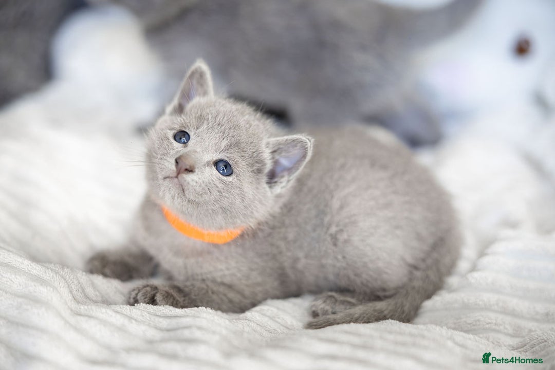 Russian Blue cats for sale: Pure Russian Blue Kittens, Silver Coat Green Eyes  - Advert 17