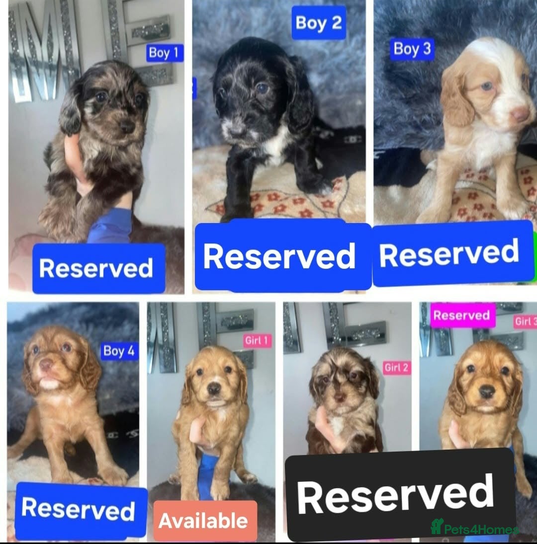 Cockapoo dogs for sale: 1 LEFT Female F1 Cockapoo Ready To Go - Advert 1