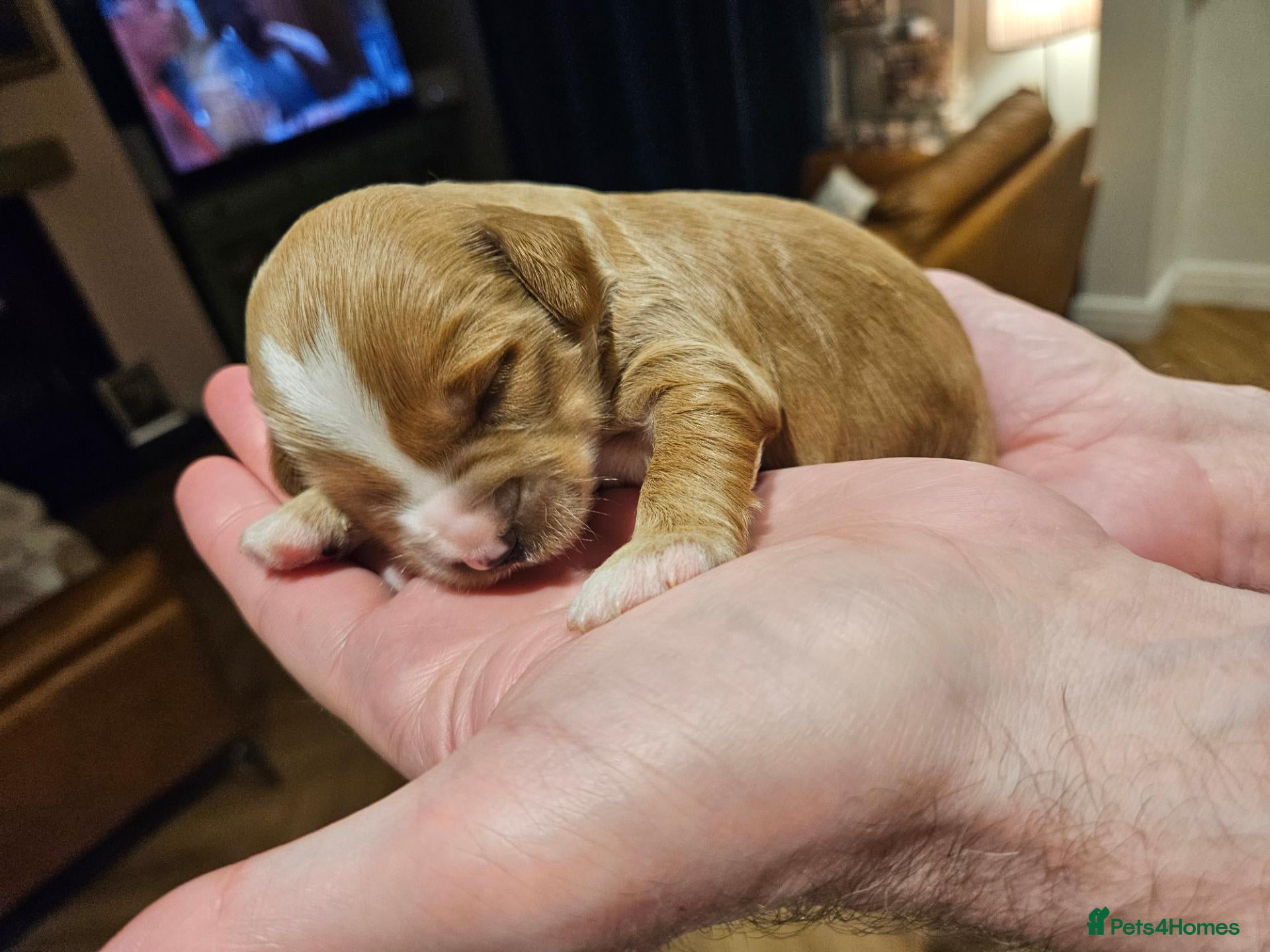 Tibetan Terrier dogs 1 KC reg Tibetan Terrier boy available to reserve  - Advert 12