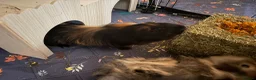 Guinea Pig rodents for sale: pretty boys  - Advert 6