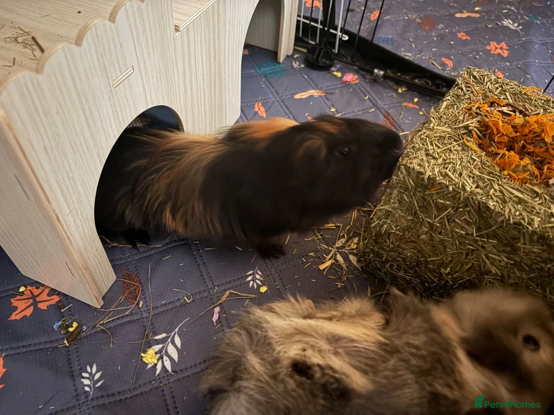 Guinea Pig rodents for sale: pretty boys  - Advert 6
