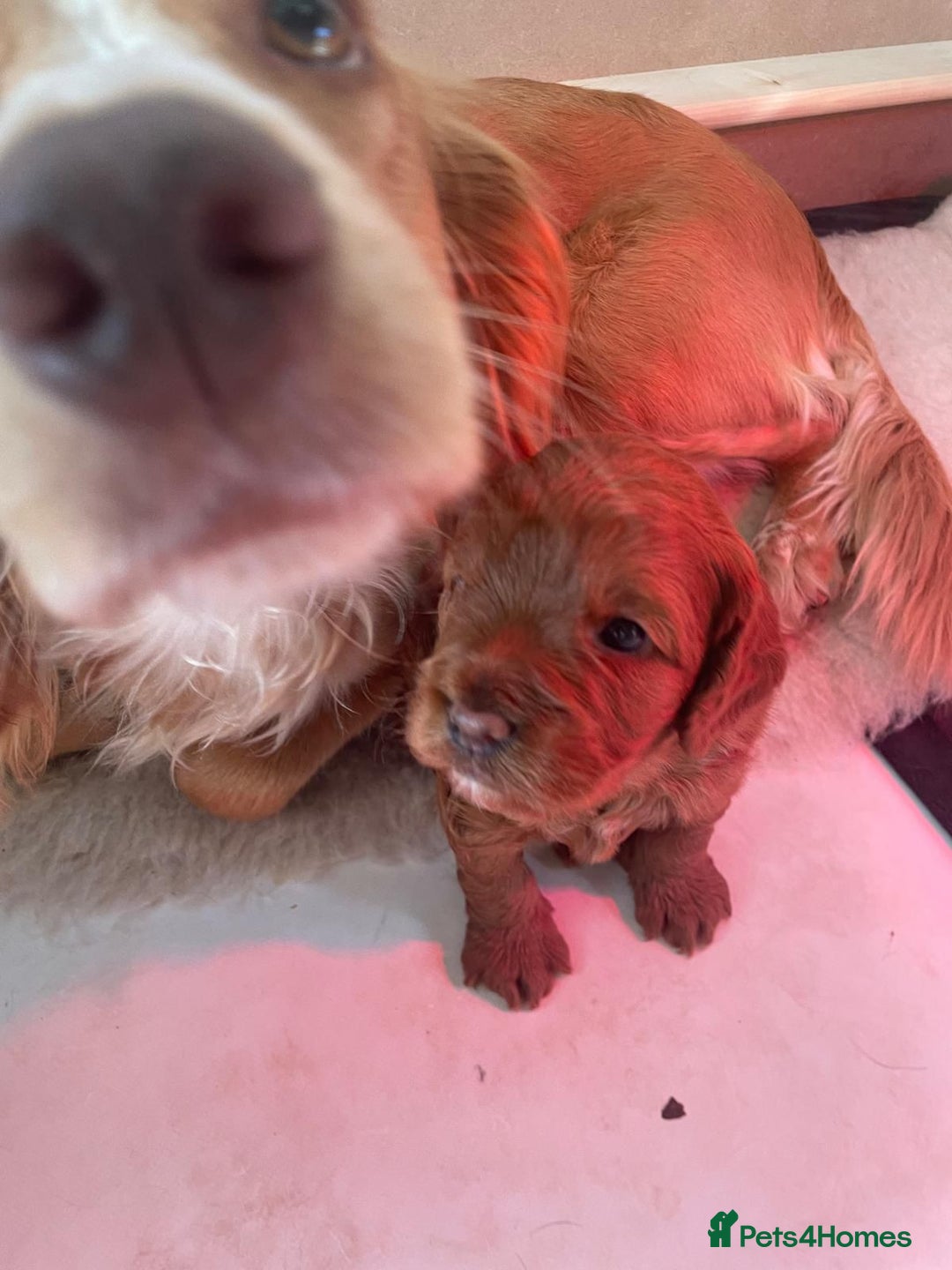 Cockapoo dogs for sale: Cockerpoo puppy - Image 3