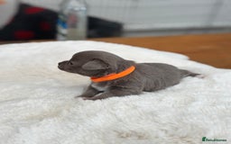 Chihuahua dogs for sale: Beautiful chihuahua pups! Long and short haired!! - Image 11