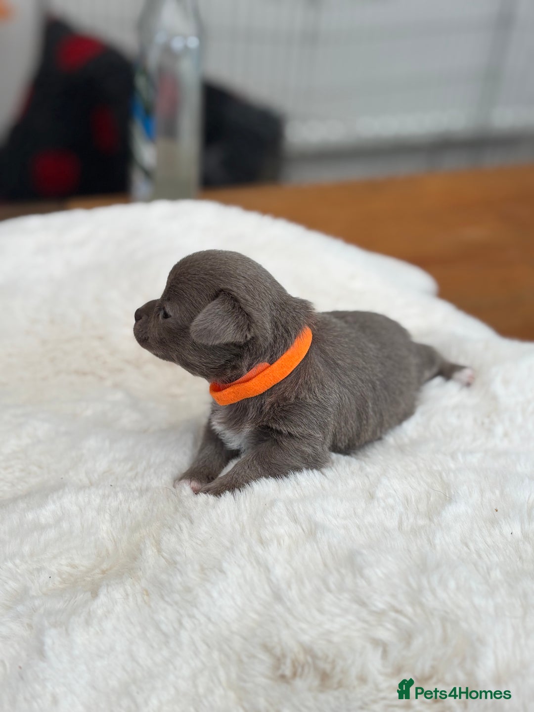 Chihuahua dogs for sale: Beautiful chihuahua pups! Long and short haired!! - Image 11