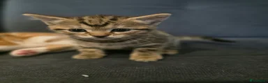 Tabby Kitten 2