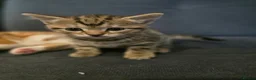 Mixed Breed cats for sale: Six Kittens For Sale - Advert 4