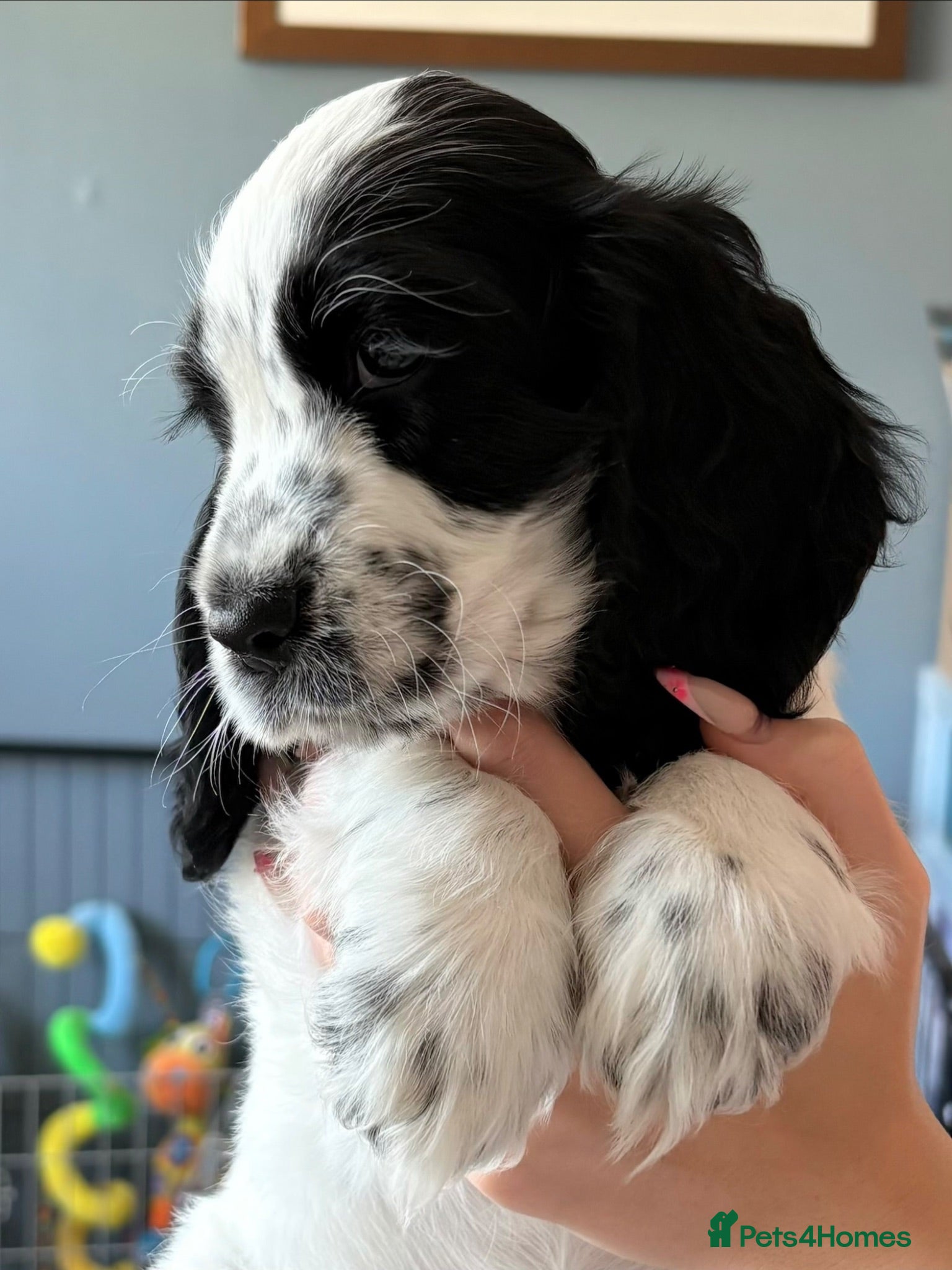 Cocker Spaniel dogs Blue Roan KC Reg (show) Cocker Girl READY NOW! - Advert 1