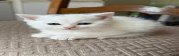 Mixed Breed cats for sale: White Persian mixed breed  - Advert 4
