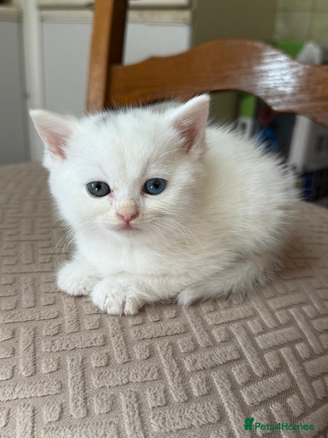 Mixed Breed cats for sale: White Persian mixed breed  - Advert 4